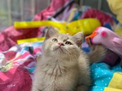 -猫十亿·布偶金渐层·曼基康矮脚猫舍(青年路店)
