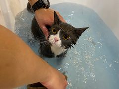 -momokira米努特·德文卷毛猫·棉花面纱犬