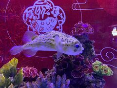 -上海海昌海洋公园