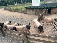 -前小桔亲子创意农场·草莓采摘·露营烧烤