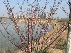 -瑶湖郊野森林公园