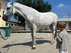 -北京群众马术培训基地