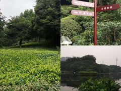 -重庆彩云湖湿地公园
