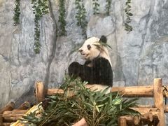 -深圳野生动物园