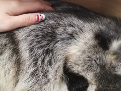 -浣熊柯尔鸭土拨鼠·电玩咖