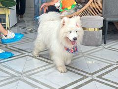 -星多哈·狗咖·拼豆·咖啡