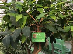 景点-南宫五洲植物乐园