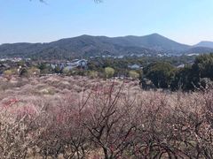 -香雪海