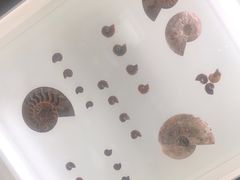 -青岛贝壳博物馆