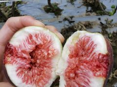 -武汉世外桃源农庄