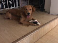 -安安宠医·臻爱宠物医院(簇锦北路分院)