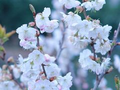 -成都蒲江花样年福朋喜来登度假酒店·宜客乐西餐厅
