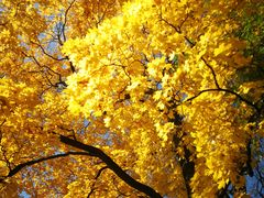 -滴血救世主教堂