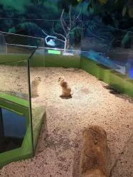 -未来动物城动物主题公园(大悦城店)