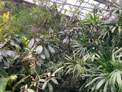 -呀路古热带植物园