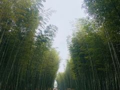 -竹野·上|老字号全竹宴