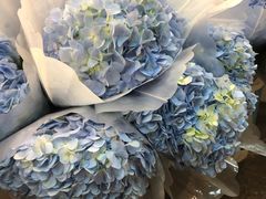 -双季花艺园艺市场(浦东店)