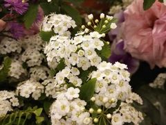 -星巴克(西藏路店)