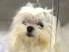 -翊宠yipet猫狗购宠庄园犬舍•猫舍