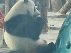 -武汉动物园