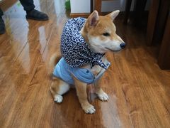 -翊宠yipet猫狗购宠庄园犬舍•猫舍