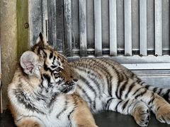 -大连森林动物园