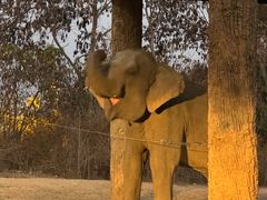 -清迈夜间动物园