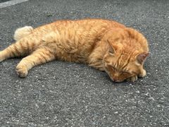 -牛岛王子面馆
