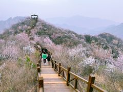 -大岭沟猕猴桃谷风景区