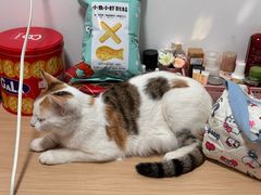 -宠颐生宠物医院外科·内科·皮肤科·影像科(石龙店)