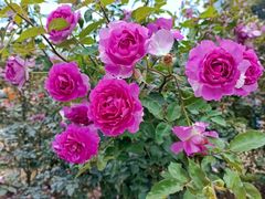 -人民公园(罗湖区)