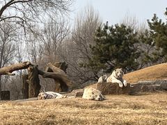-北京野生动物园