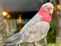 -清迈夜间动物园