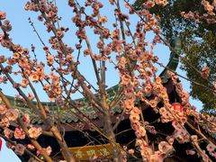 -无锡梅园公园
