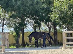 -北京群众马术培训基地