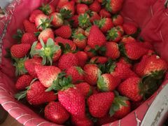 -胜丰草莓采摘园