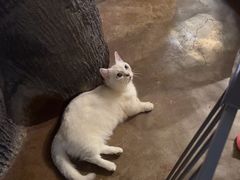 -猫猫幼稚园·撸猫·桌游·电玩