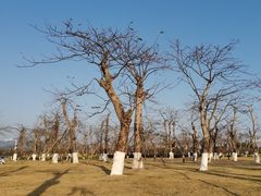 -芒洲湿地公园