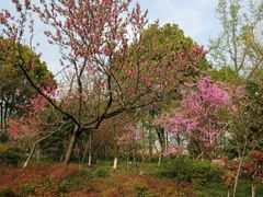 -金鸡湖桃花岛