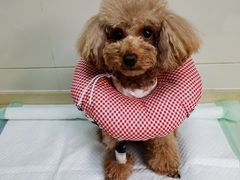 -爱侣·安琦尔宠物医院·中兽医针灸·心内科·狂犬免疫点(宝山区院)