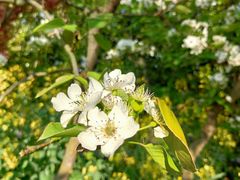 -南汇桃花村