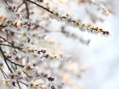 -梅花山(明孝陵内)