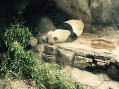 大熊猫睡觉觉-北京动物园