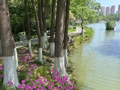 -青枫公园