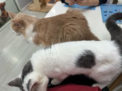 -喵的天空名猫咖啡馆·撸猫·猫舍·用品