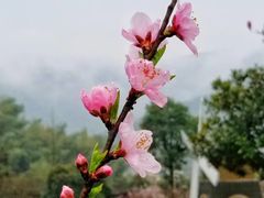 -梦娜斯庄园