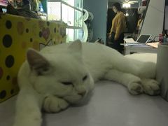 -喵的天空名猫咖啡馆·撸猫·猫舍·用品