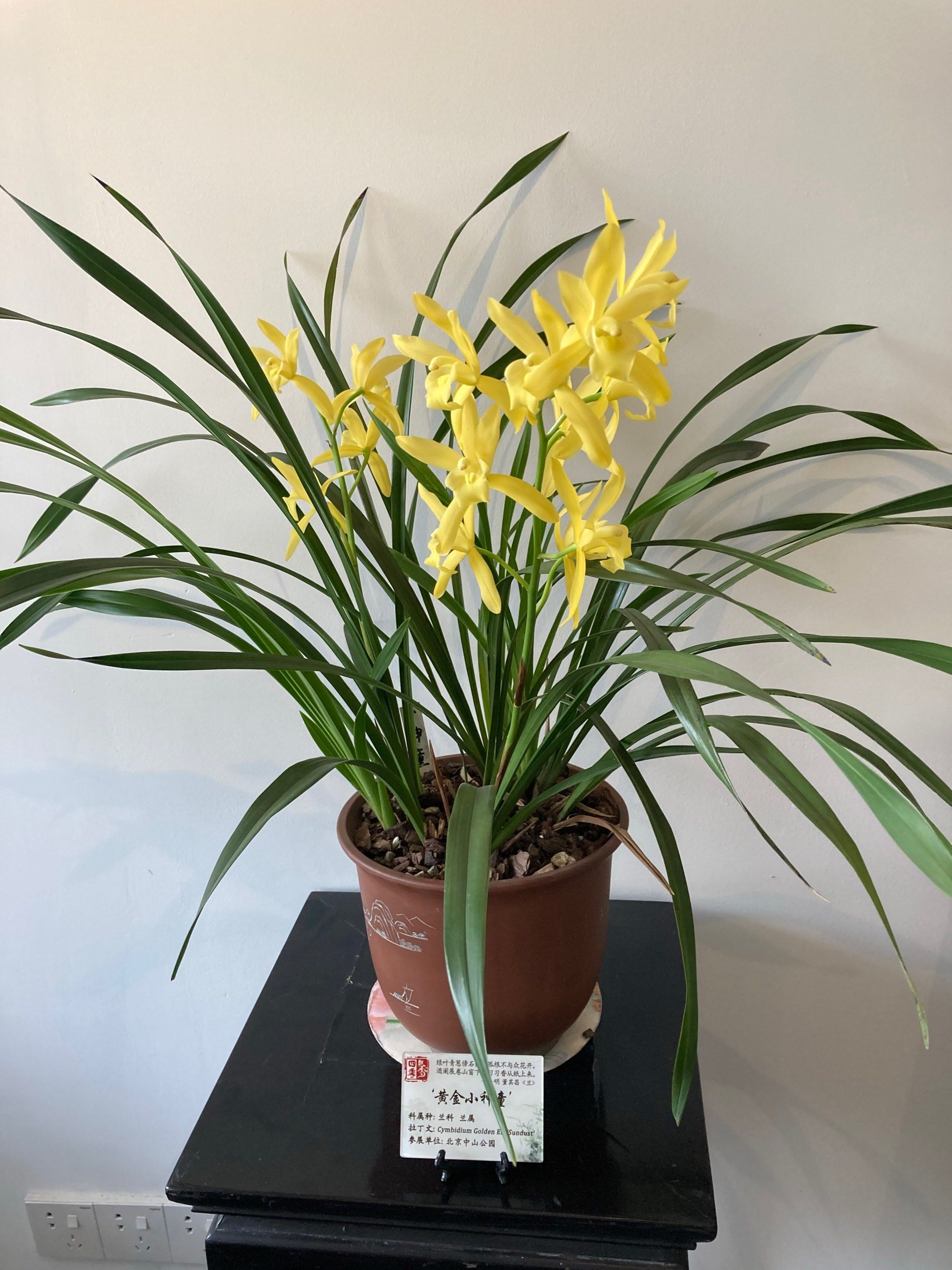 兰花盛开,心情美丽