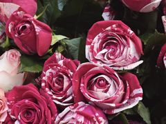 -循礼门鲜花花市(武汉循礼门店)