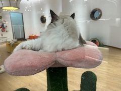 -1013 PET SHOP精品宠物商店(丁香店)